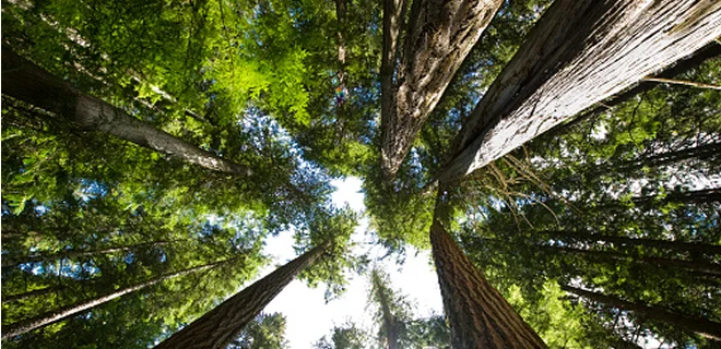 A view skyward of tall trees in a forest.